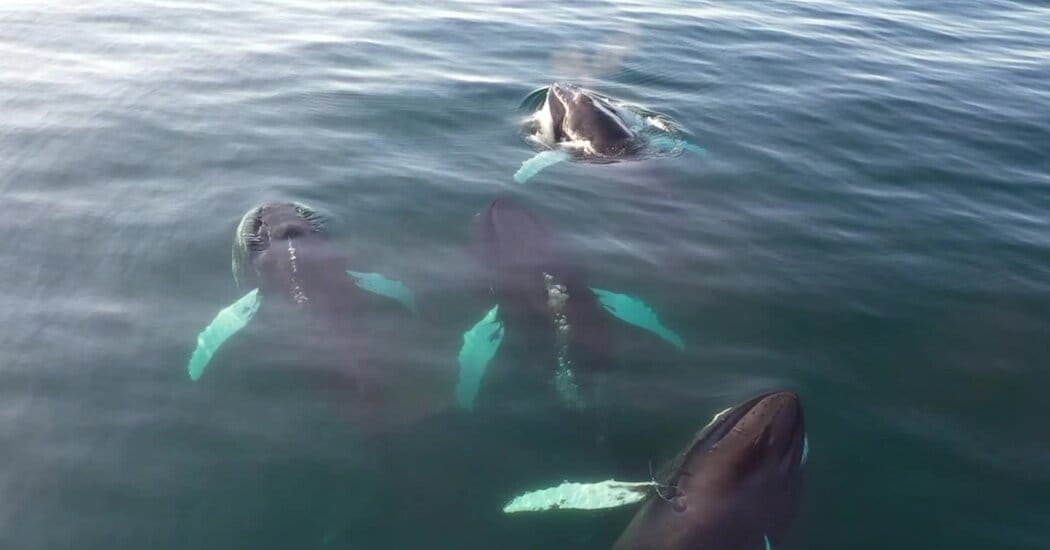Drones reveal lethal morbillivirus in Arctic whales — Static01.nyt.com