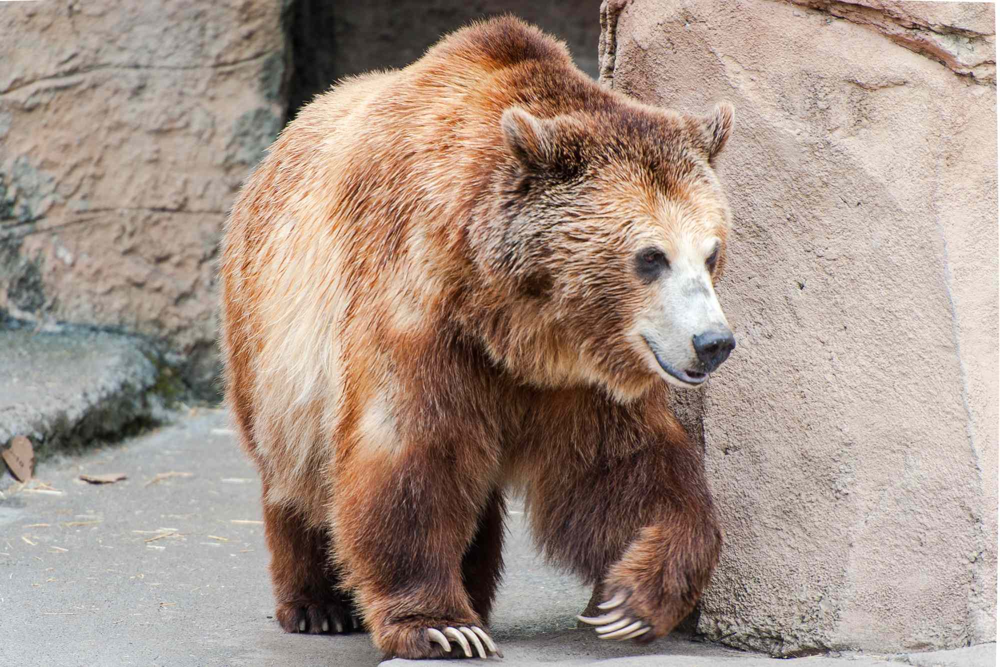 Altadena resident shares footage of bear living in crawl space beneath home — People.com