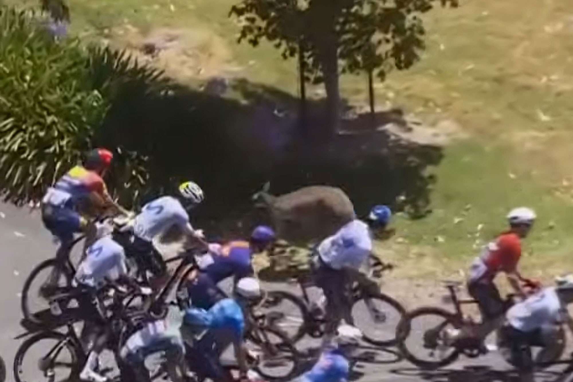 Kangaroos hop onto Tour Down Under course, knock down riders including Jay Vine — People.com