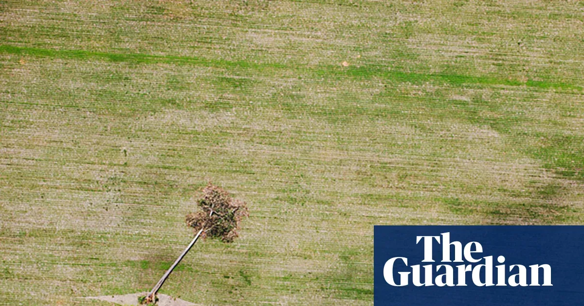 UK and European retailers urge soy safeguards after traders leave Amazon moratorium — I.guim.co.uk