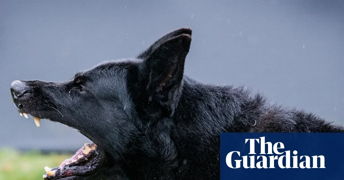 Demand has increased, without a doubt: the rise of personal protection dogs — I.guim.co.uk
