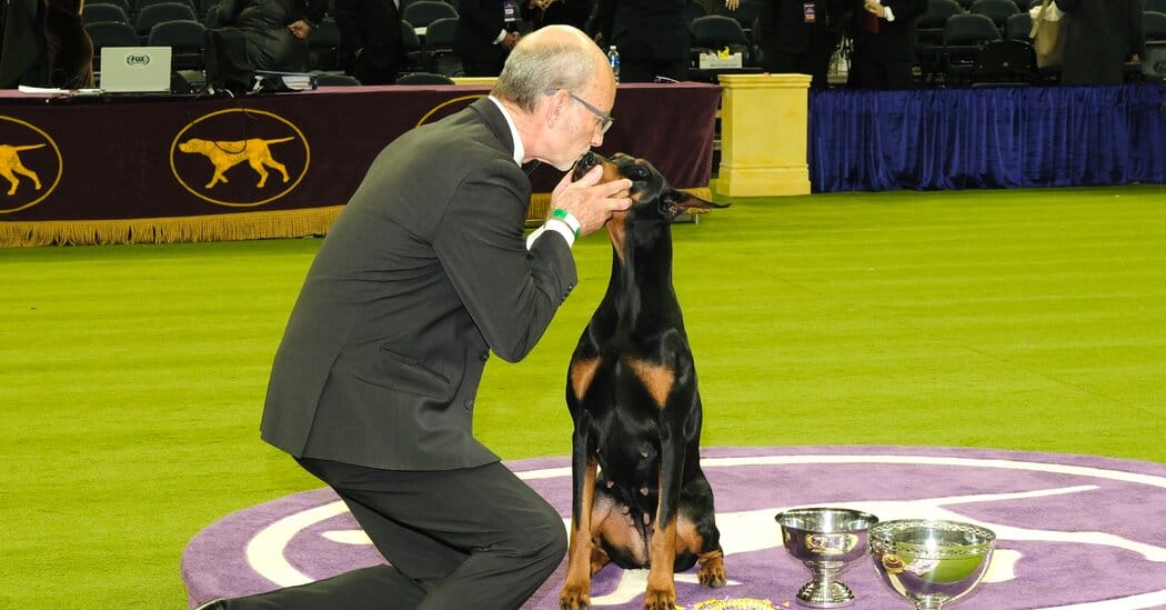 The Unforgettable Best in Show Finalists at the 2026 Westminster Dog Show — Static01.nyt.com