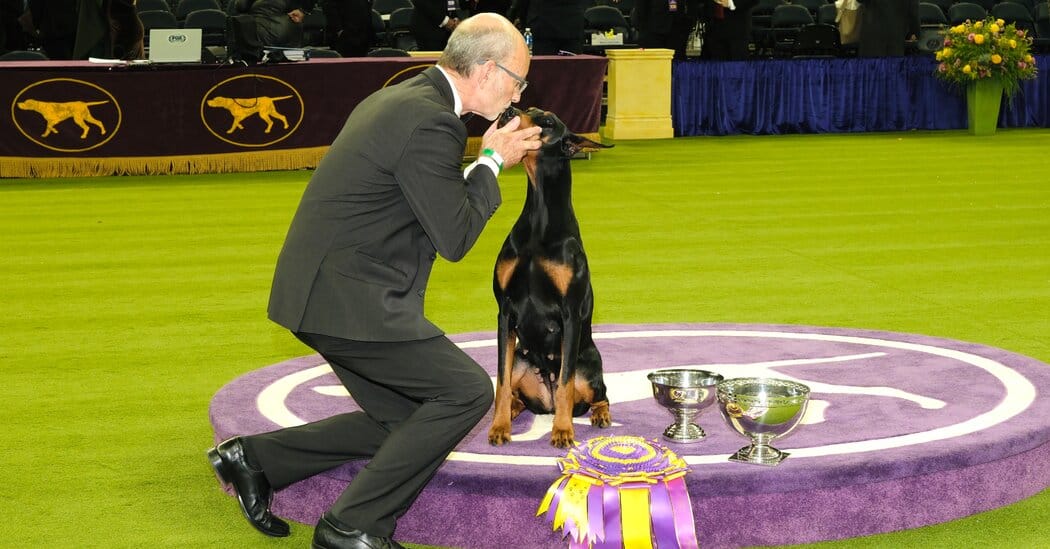 Penny, a Doberman Pinscher, Wins Best in Show at Westminster — static01.nyt.com