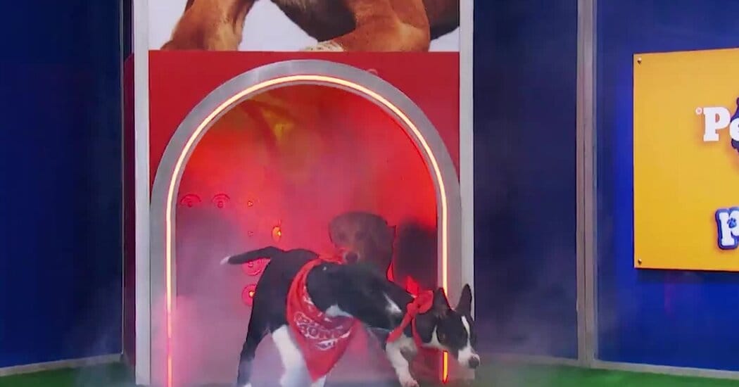 At the Puppy Bowl, the Athletes Are Up for Adoption — NYT > Style
