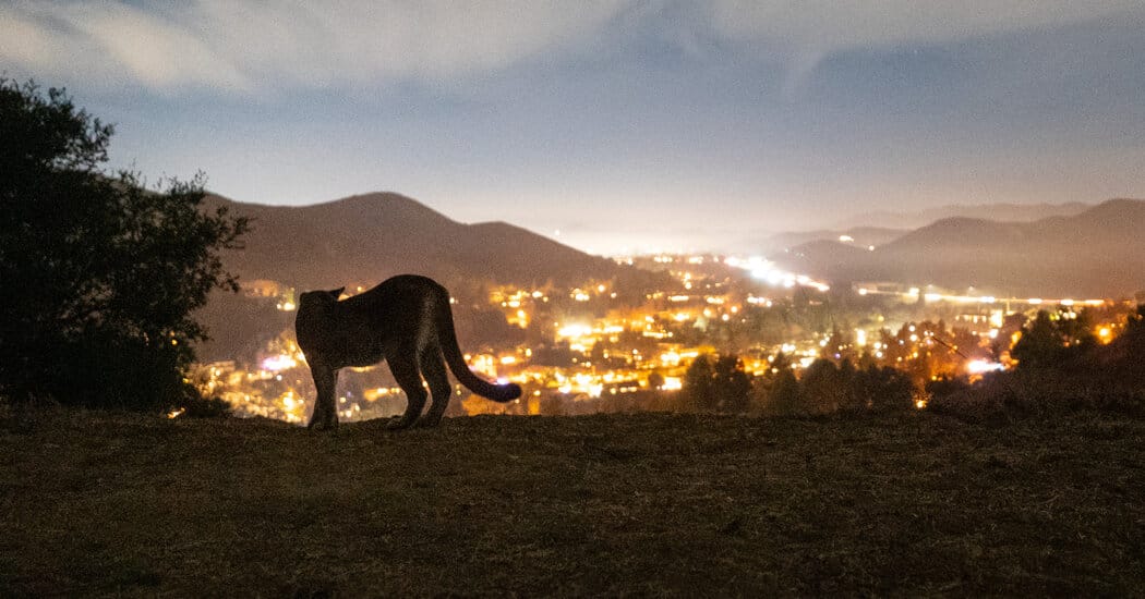 California Seeks a Way to Help Mountain Lions Survive Near Cities — NYT > Science