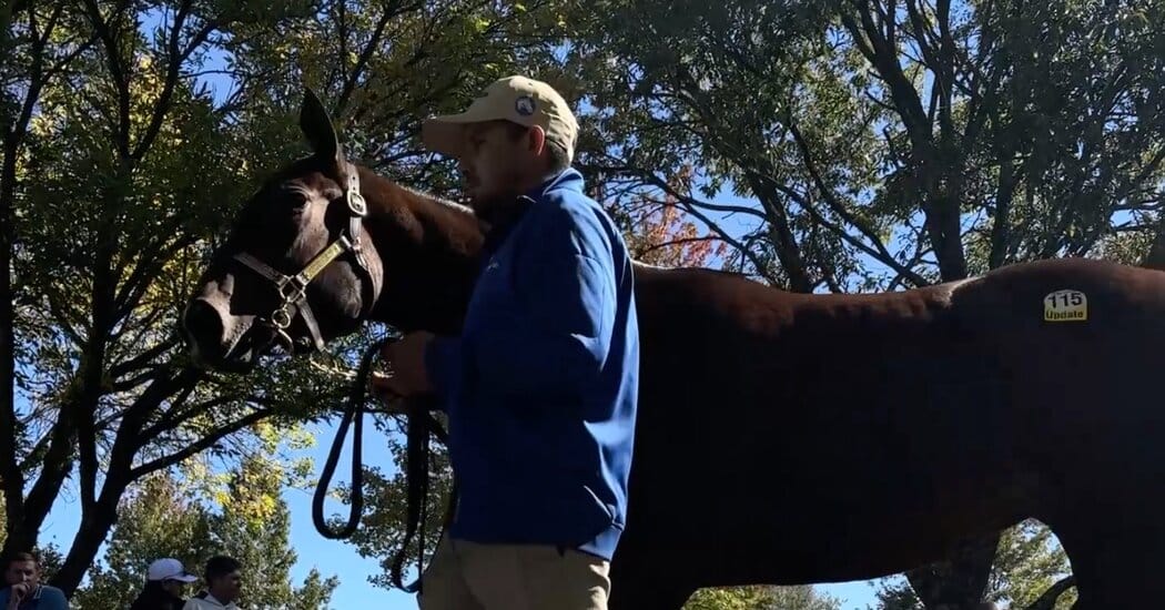 How a Trump Tax Break Rescued Horse Racing — NYT > Business