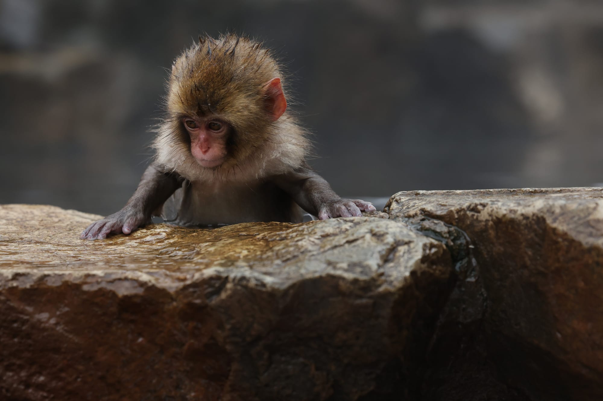 Punch, a baby macaque in Japan, clings to a stuffed orangutan — Mashable