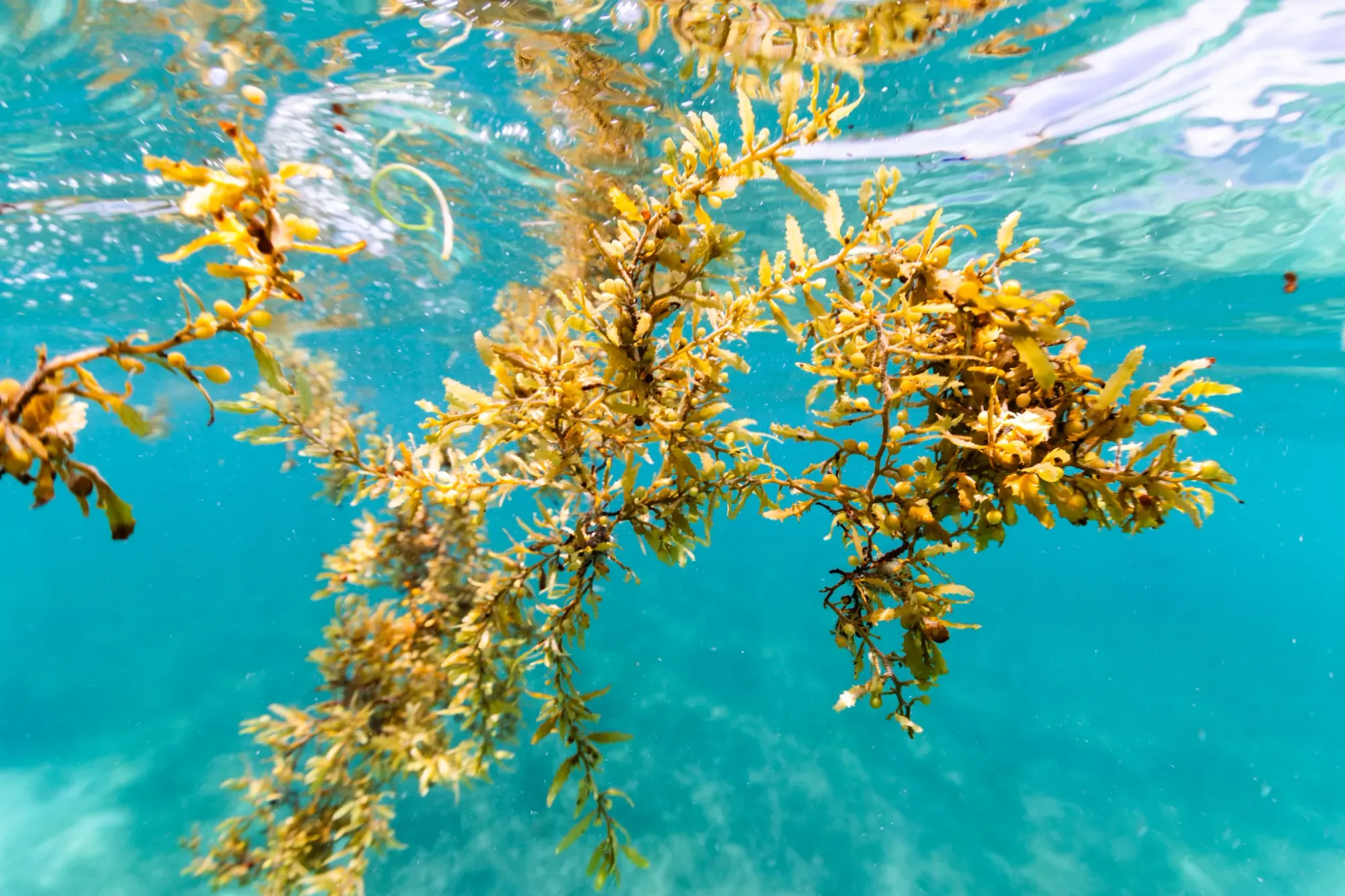 USBR Halt the Hitchhiker: Invasive Species Challenge — NASA Science