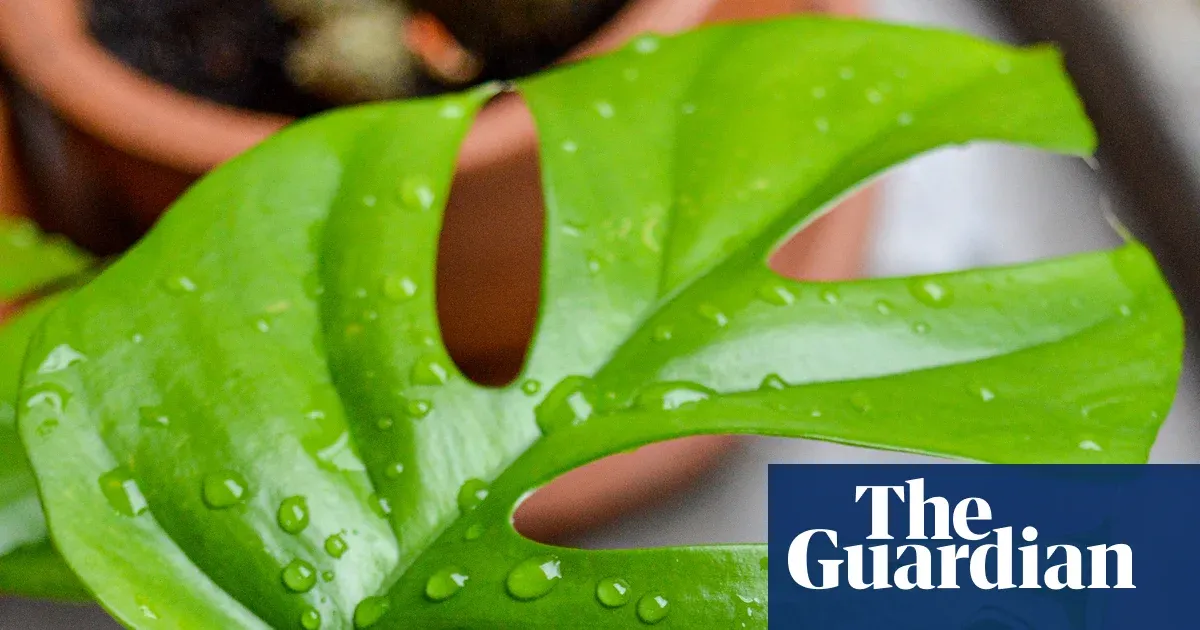 Is summer rain a spa for houseplants? — Lifestyle | The Guardian