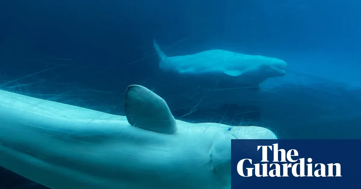 Canada endorses embattled marine park’s plan to relocate 30 beluga whales — World news | The Guardian