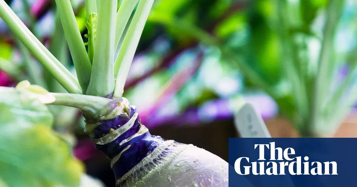 How to grow swede — Lifestyle | The Guardian