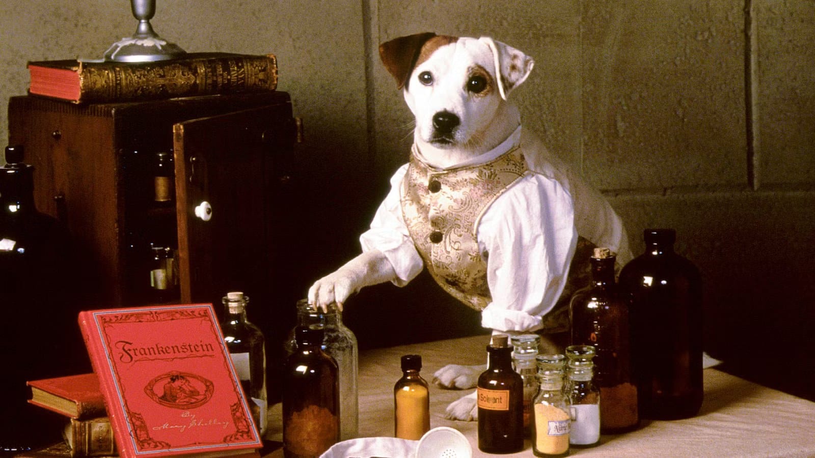 The Dog Behind Wishbone Didn’t Just Audition — He Stole the Show — Collider