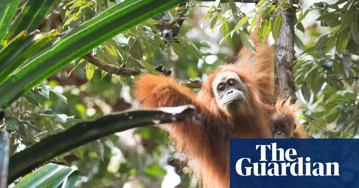 Four days of extreme rain killed 7% of the world's rarest great apes — World news | The Guardian