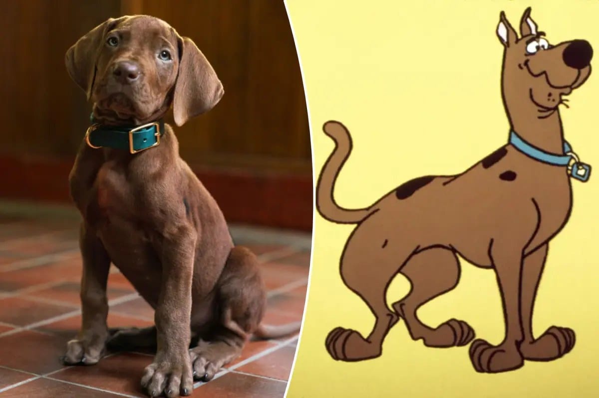 Netflix to cast a real dog as Scooby-Doo in live-action series — Pagesix