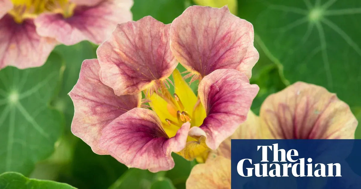 It’s not too late to sow nasturtiums — Lifestyle | The Guardian