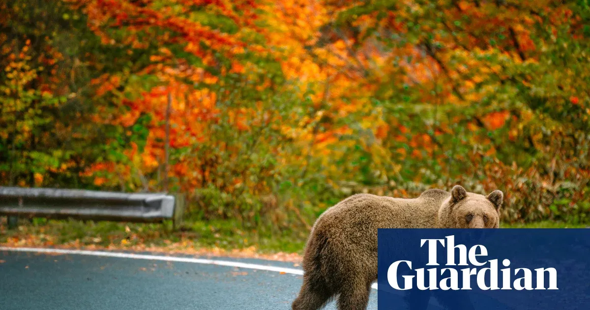 Hairpin bends and bears: readers' favourite European road trips — Lifestyle | The Guardian