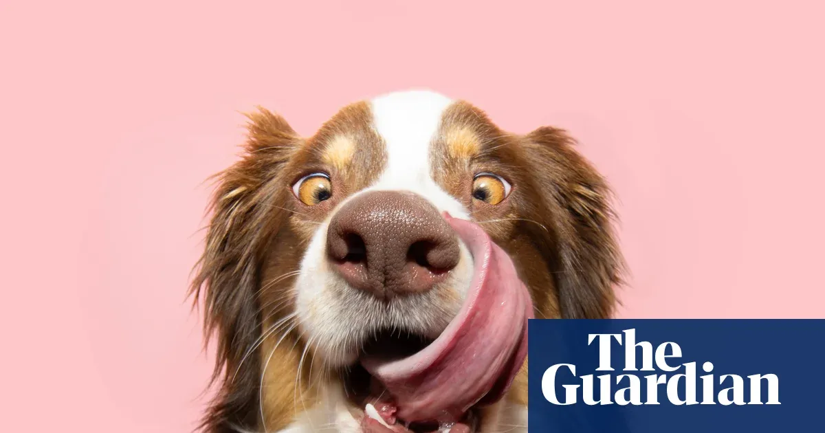 ‘She’d consumed a kilo of sand’: 11 readers on the weirdest things dogs have eaten — Lifestyle | The Guardian
