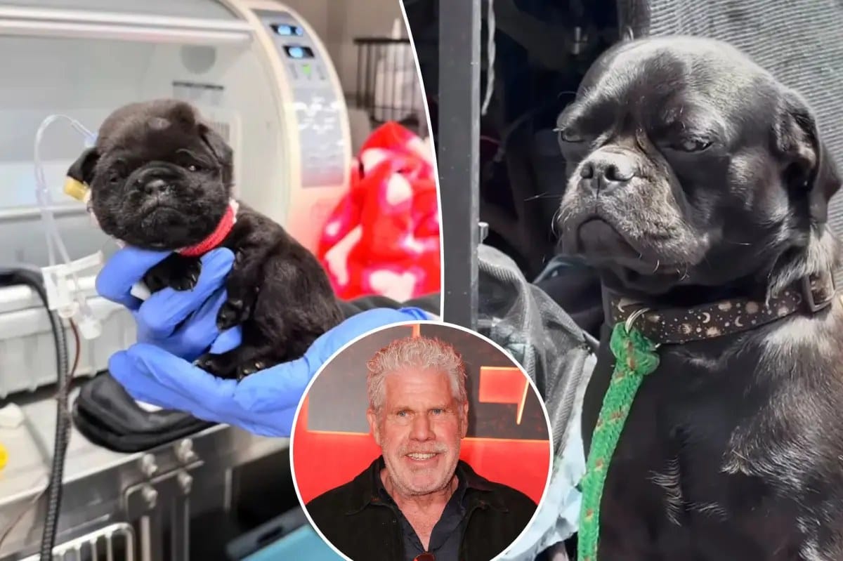 Hollywood stars unite to save abused Skid Row dogs — Pagesix