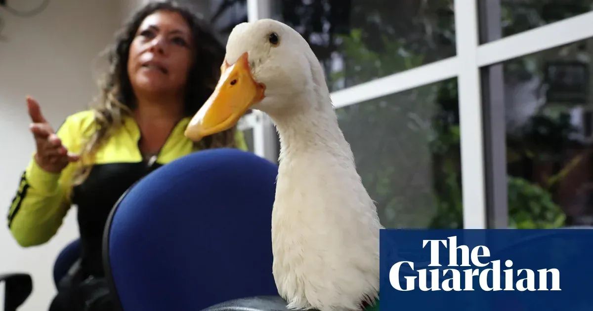 Duck off: Merlín barred from Mexico game under Fifa animal ban — World news | The Guardian