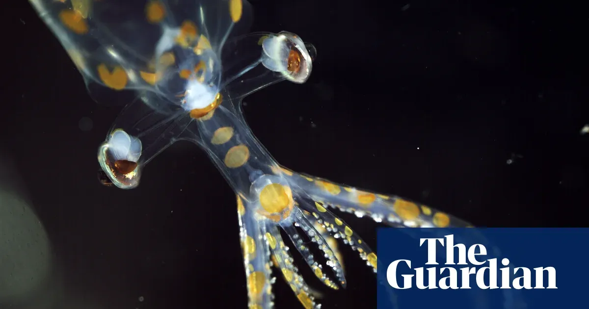 Marine expedition discovers 31 new species off Brazil in two weeks — World news | The Guardian