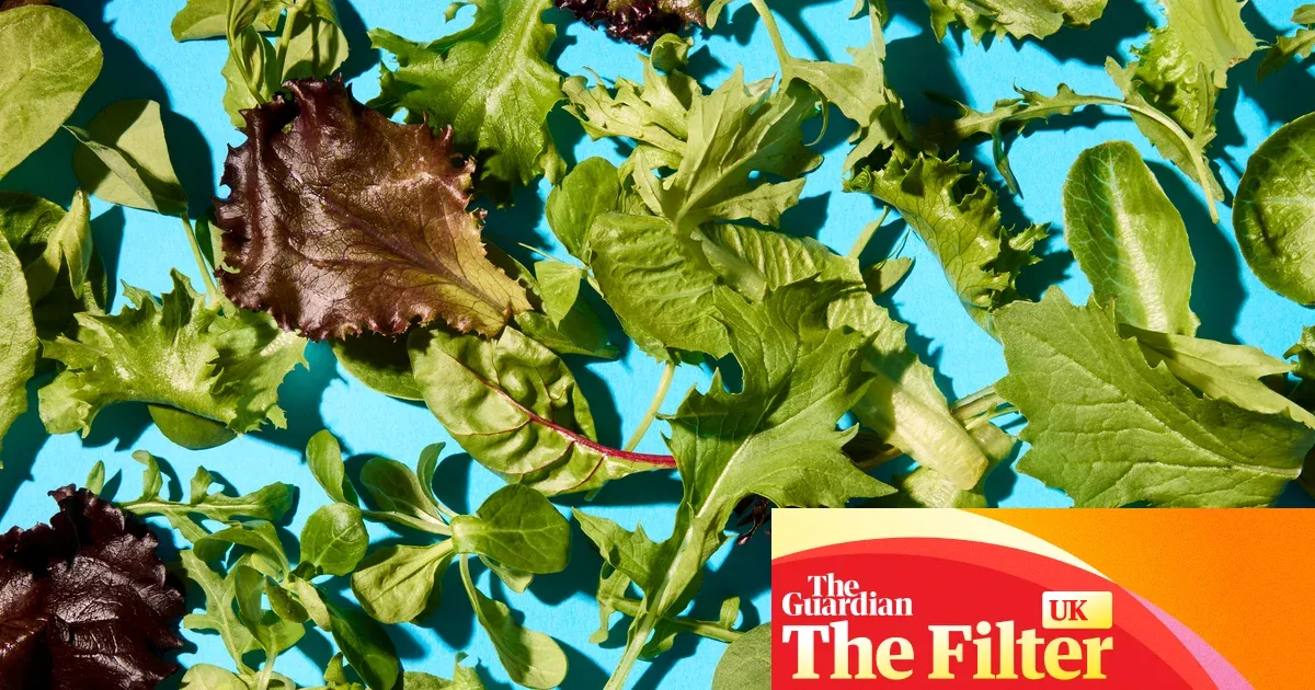 Best supermarket baby leaf salad bags — Lifestyle | The Guardian
