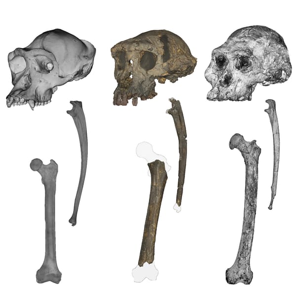 Seven-million-year-old Sahelanthropus shows anatomical evidence of bipedal walking — Scx2.b-cdn.net