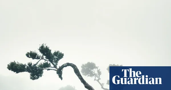 Rhett Davis’s Arborescence follows a near‑future wave of people becoming trees — I.guim.co.uk