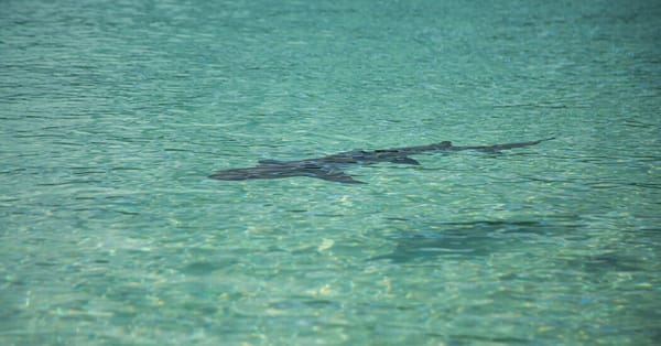 Minnesota woman dies following shark bite on St. Croix, authorities say — Static01.nyt.com