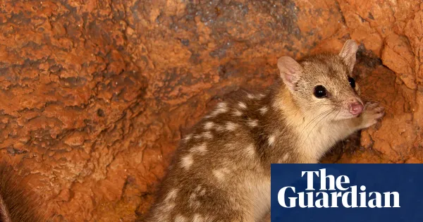 ACF: Australian government approved clearing of more than 57,000ha of threatened habitat in 2025 — I.guim.co.uk
