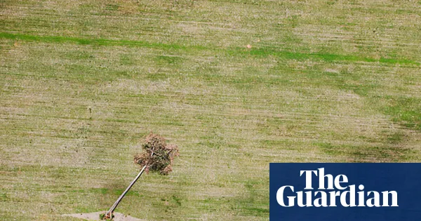 UK and European retailers urge soy safeguards after traders leave Amazon moratorium — I.guim.co.uk