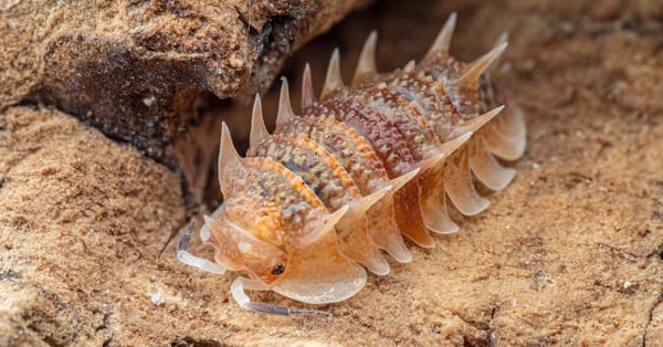 Pillbug trade online fuels poaching of rare isopods, scientists warn — Static01.nyt.com