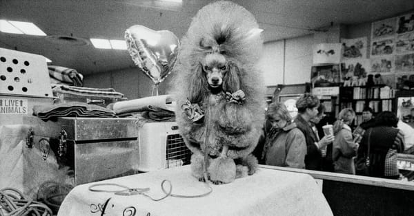 NYT photographs chronicle Westminster Kennel Club’s 150th anniversary — Static01.nyt.com