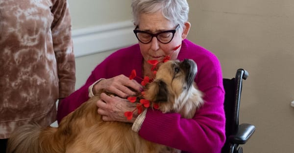 Westminster 2026: Champion Tibetan Spaniel Nick Works as Therapy Dog — Static01.nyt.com