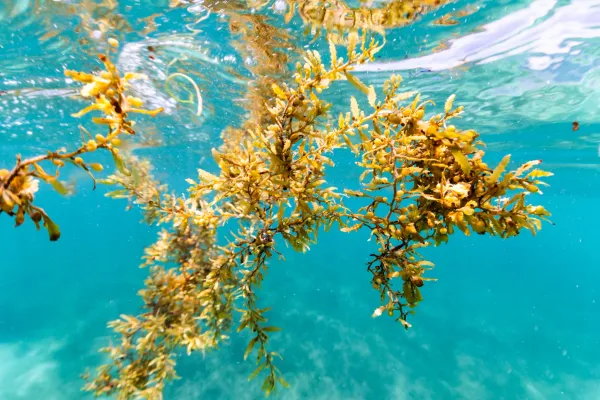 USBR Halt the Hitchhiker: Invasive Species Challenge — NASA Science