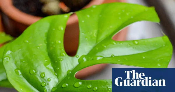 Is summer rain a spa for houseplants? — Lifestyle | The Guardian