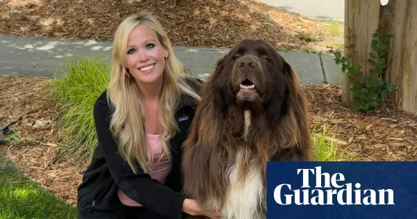 Chewy the Newfoundland who loves gardening and saving lives — Lifestyle | The Guardian