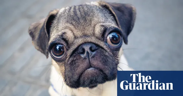 Did you solve it? Do you have a snout for numbers? — Lifestyle | The Guardian