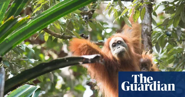 Four days of extreme rain killed 7% of the world's rarest great apes — World news | The Guardian