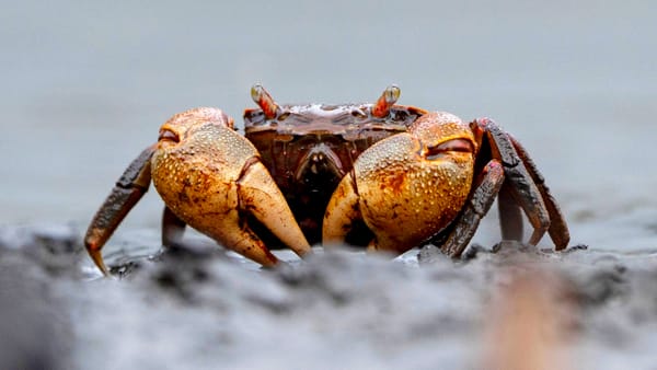 A crab has the third-highest player kill count in Path of Exile 2 — Pcgamer