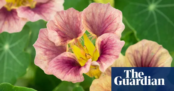 It’s not too late to sow nasturtiums — Lifestyle | The Guardian