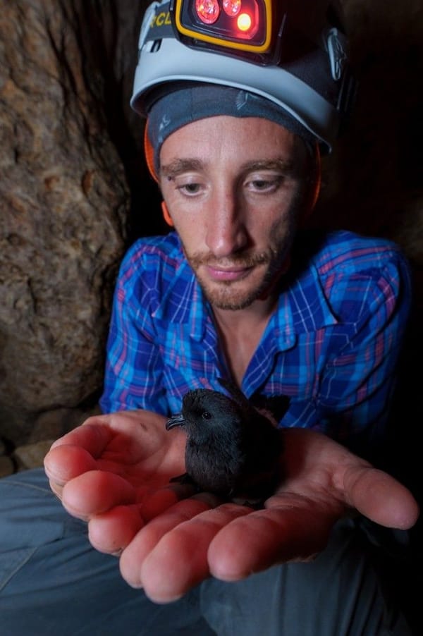 Storm petrels follow crosswinds to find prey — NASA Science