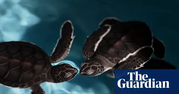 China says 'spy turtles' and 'spy fish' are monitoring its waters — World news | The Guardian