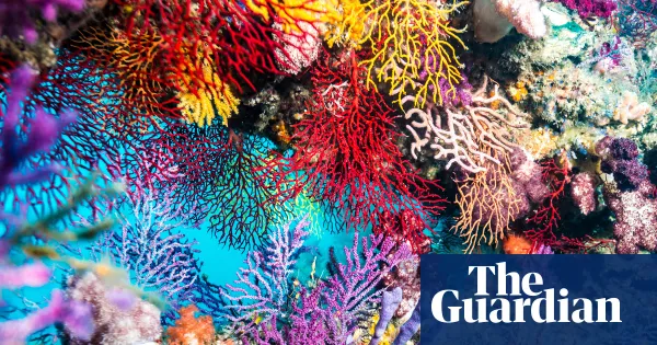 Togetherness by Rowan Hooper — a portrait of cooperation in nature — Culture | The Guardian