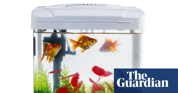 Does fish tank water work as houseplant fertiliser? — Lifestyle | The Guardian