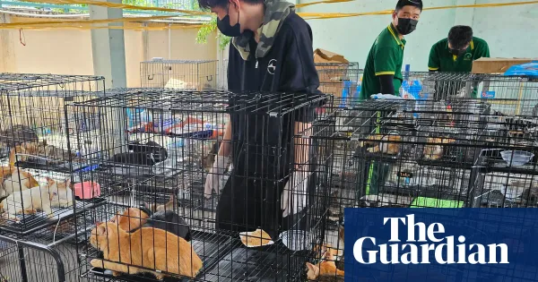 Vietnam police rescue hundreds of cats stolen for meat — World news | The Guardian