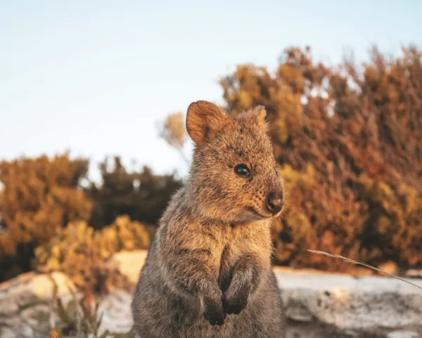 Blue Mountains, pink lakes and Kangaroo Island: an Australian nature trip — Lifestyle | The Guardian