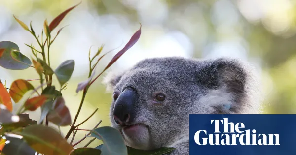 Great koala national park to proceed after carbon credit approval — World news | The Guardian