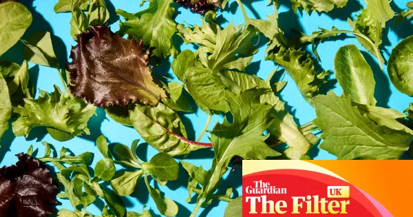 Best supermarket baby leaf salad bags — Lifestyle | The Guardian