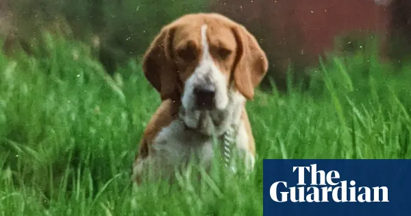 Holly, the beagle who chewed her way into my heart — Lifestyle | The Guardian